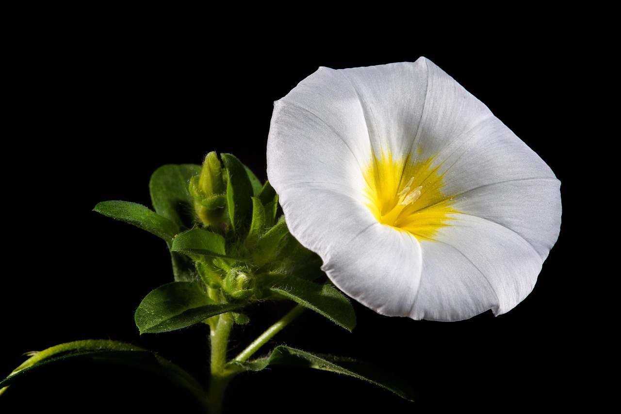 White Blossom on Black Background