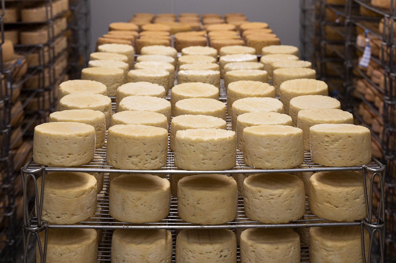 Manufactured cheese on metal racks