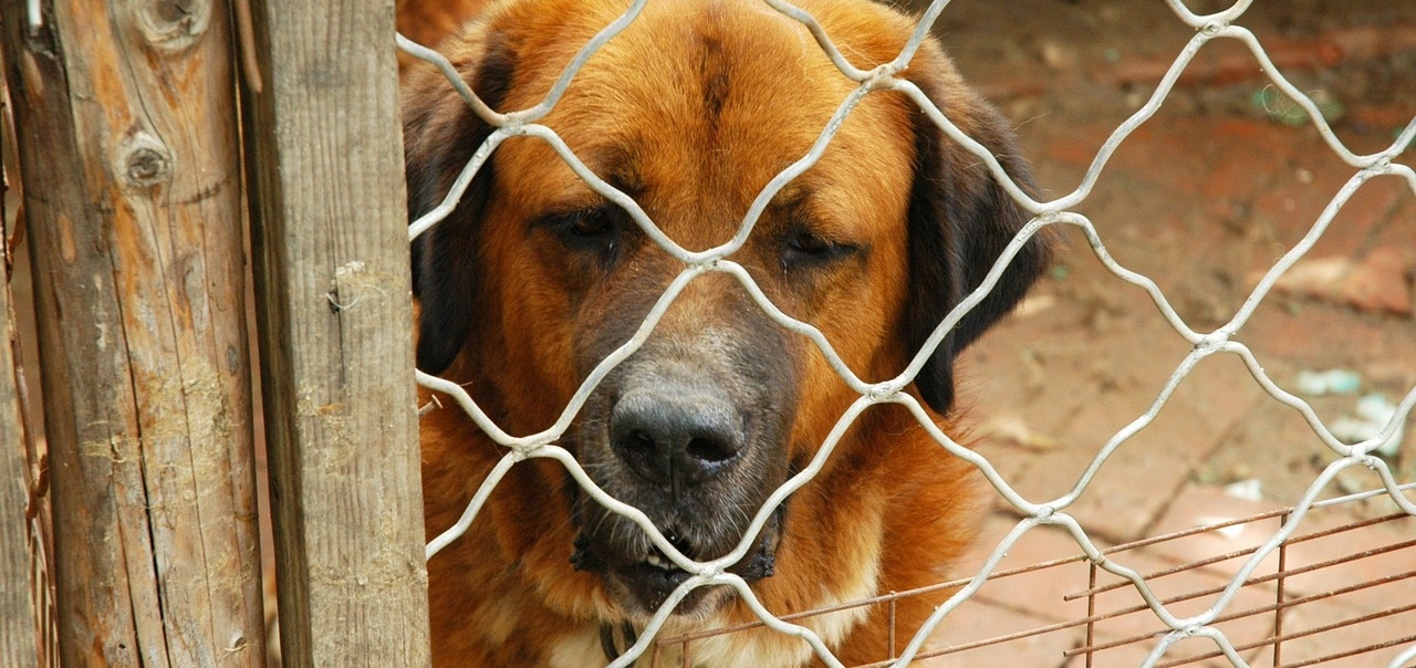 Unhappy Dog in a Kennel