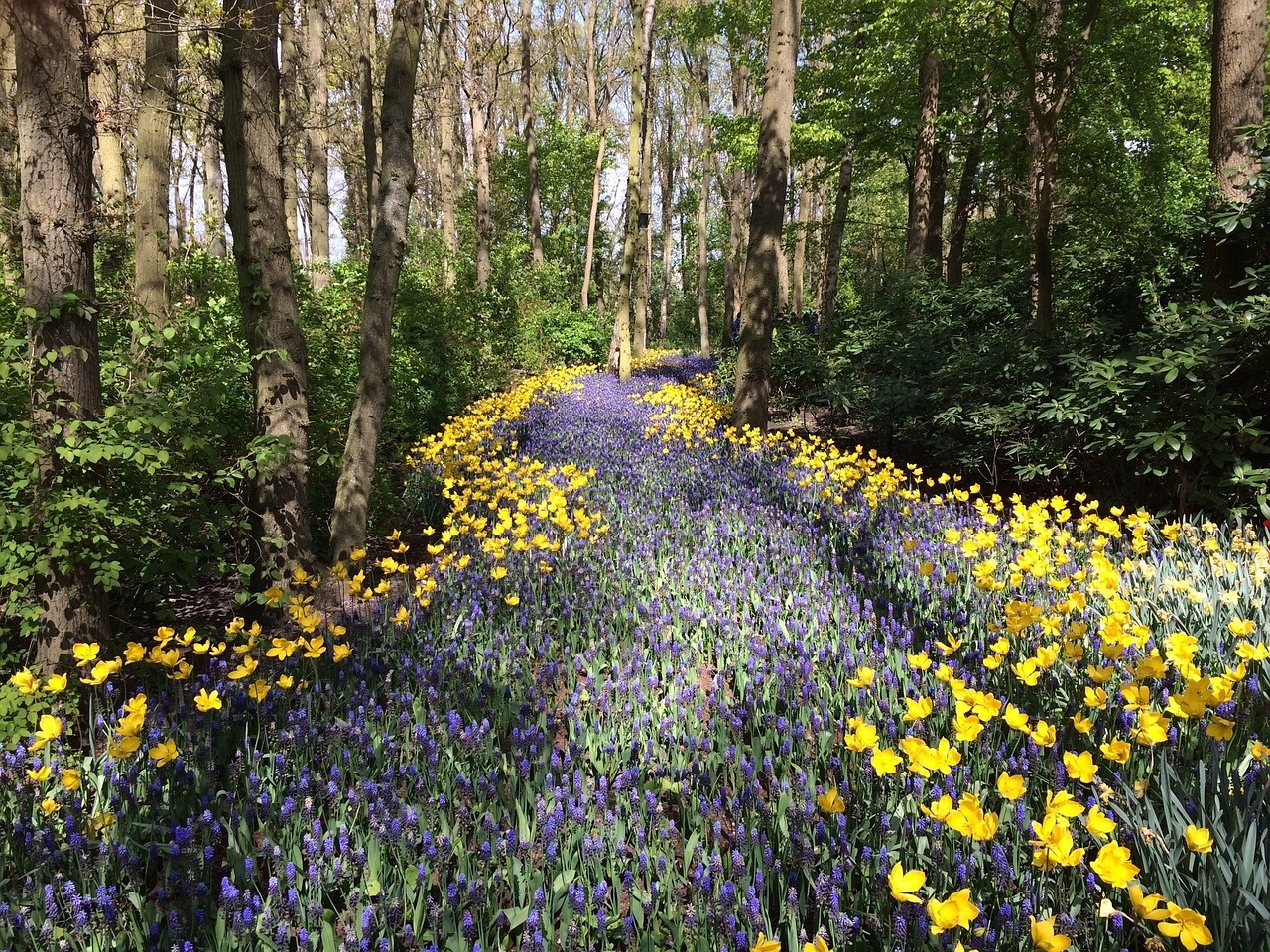 Forest Flowers