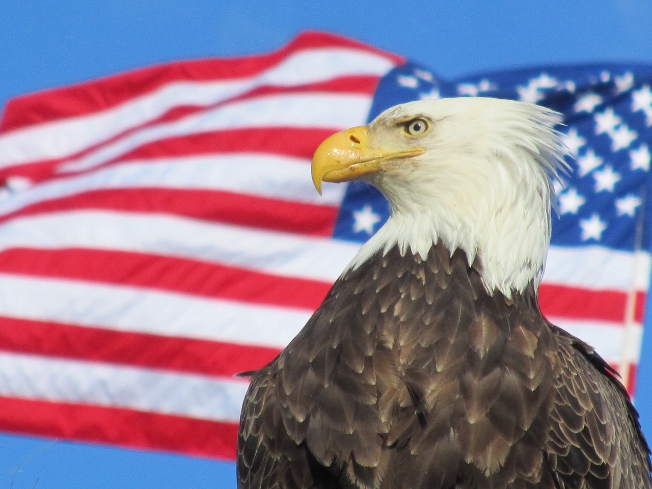 Freedom! American Flag and Bald Eagle