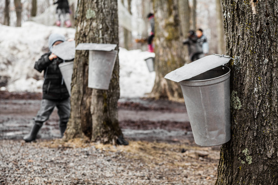 Collecting Sap for Maple Syrup