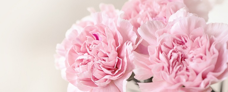 Pink Carnations