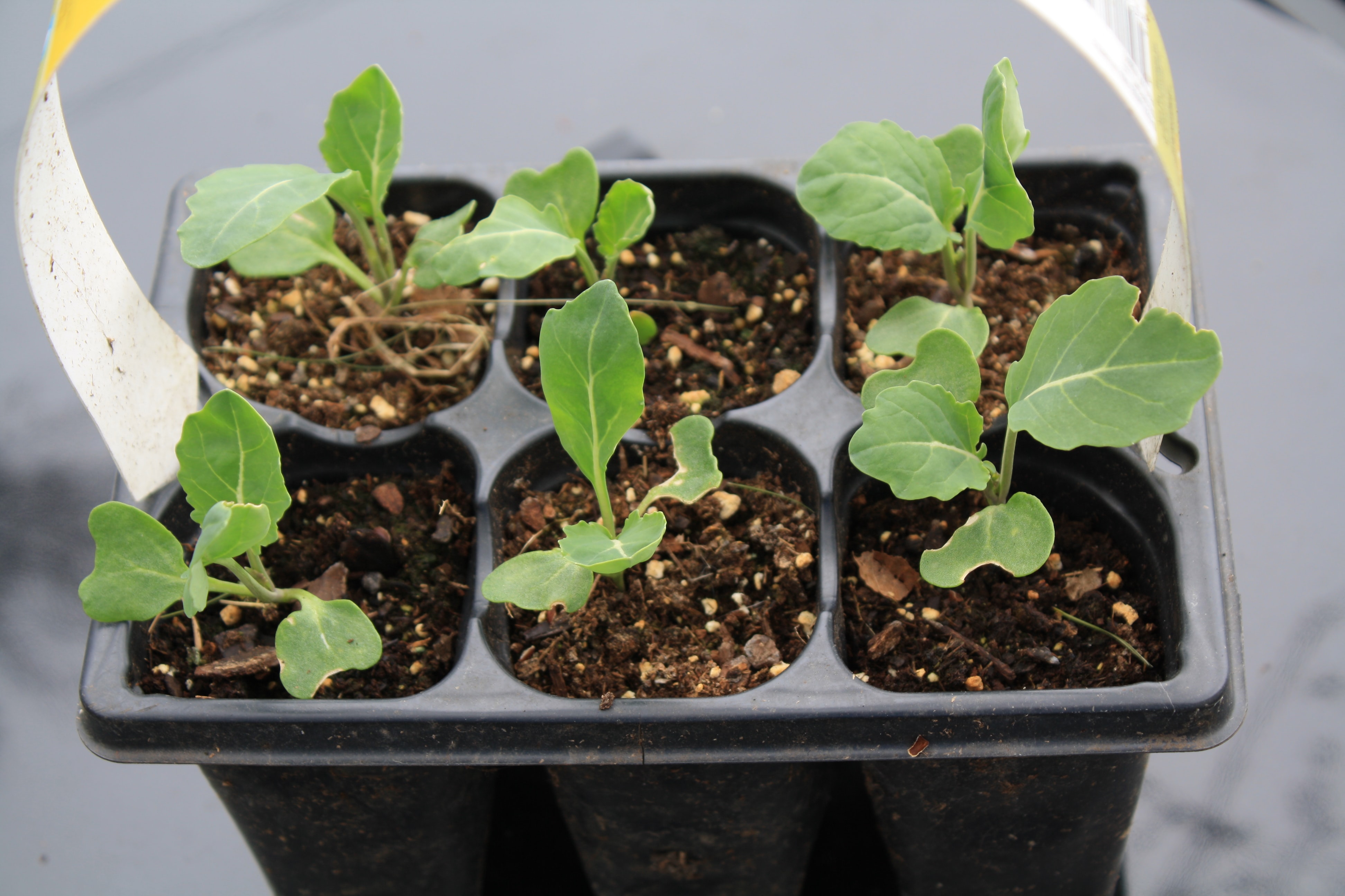 Seedlings in a Plastic Tray